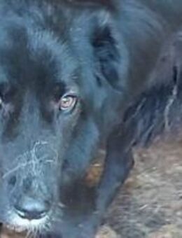 Ziggy taut immer mehr auf 🐾 - Elsdorf (Nordrhein-Westfalen)