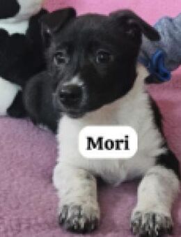 Mori+Beppo auf einem Parkplatz vergessen - Berlin