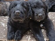 Labradoodle-Mix-Welpen in liebevolle Hände abzugeben - Ennigerloh