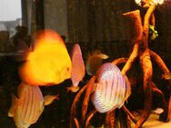 Aquarienfilterersatzteile und Reparaturen in Lübeck seit 35 Jahren !! - Lübeck