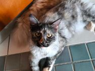 Maine Coon Schmusekatze - Bobingen Zentrum