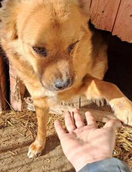 JANOSCH💞 wird sich in dein Herz stehlen - Mylau