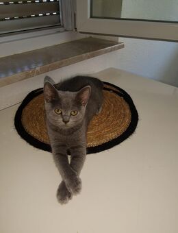 Russisch Blau Kitten Mix - Rastatt