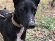 Jessi❤️sucht Pflege- oder Endstelle - Rott (Inn)