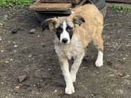 💛Welpe liebevolle Krista💛 - Eislingen (Fils)