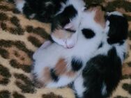 Katzenbaby Sucht neues Zuhause - Walldorf (Baden-Württemberg)