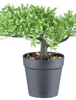 Kunstbonsai Bonsai Buchsbaum und Teeblatt, Creativ green, Höhe 20 cm, mit 2 Ausführungen im Set