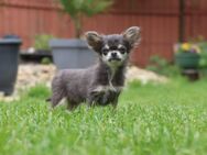 Traumschloss gesucht für unsere Babys - Breitenworbis