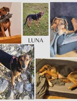 freundliche ältere Luna sucht ... - Margetshöchheim