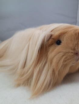 Meerschweinchen Peruaner Kastrat - Wardenburg