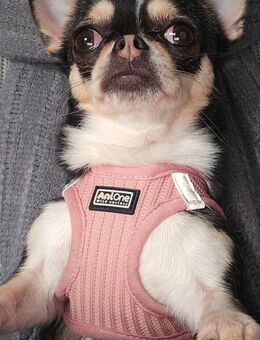 Chihuahua Hündin in liebevolle Hände abzugeben - Daaden