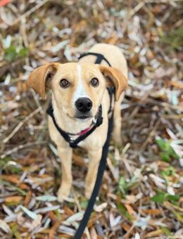 Hündin, Kiani, 50cm, 15kg auf PS Berlin - Köln