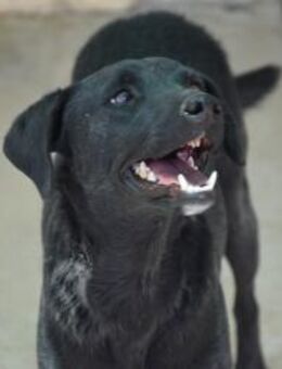 Nilo und Geschwister so lieb Mr - Ludwigshafen (Rhein)