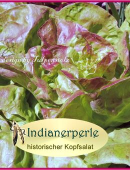 ♥ Salat Indianerperle Alte Sorte,Samen,Rarität Historisches Saatgut Tulpenstolz Saatraritäten,samenfest winterhart Gemüse Bunte Salate Buttersalat Kopfsalat alte Tomatensorten - Hamburg