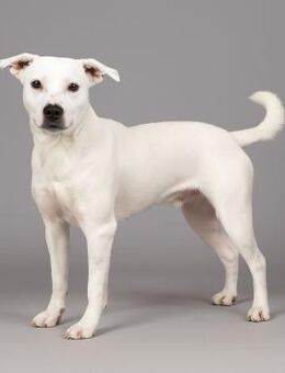 Wunderschöne Afrodita sucht ein Zuhause - Schkeuditz