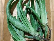 Aloe Vera Ableger 10St.- 2€ - Oberkochen Zentrum