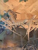 Bartagame Pogona Vitticeps von 08-2025 in 50321