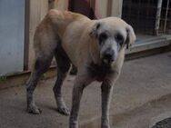 Notfall Virgola sucht Paten - Grevenbroich