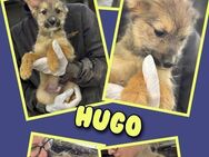Süßer Hugo wartet aufs Glück! - Nürnberg