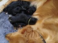 Golden Aussies / Australian Retriever, Golden Retriever Australian Shepherd - Langwedel (Niedersachsen)