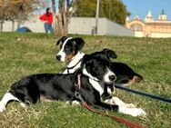 Starsky sucht aktive Familie - Ratekau