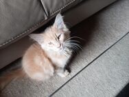 Maine Coon Katzen - Gronau (Westfalen)