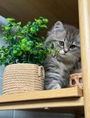 Katzen suchen ein liebesvolles zu Hause in 16321