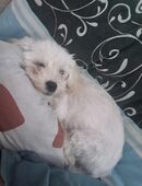 Welpen 3 Monate alt in 82467