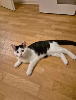 Luna sucht ein neues Zuhause - Regensburg