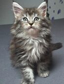 Maine coon Kitten in 54550