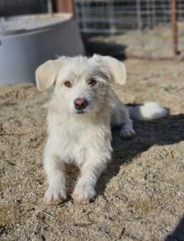 Luis 35 cm - Alpenrod