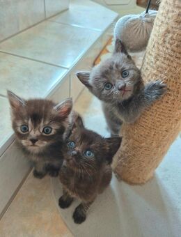 BKH Kitten Mix - Maroth