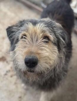 Rüde Rocky sucht liebe Menschen - Neuhausen (Fildern)