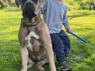 Cane Corso Welpen - Sprockhövel