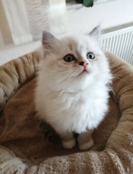 Neva Masquarde Kitten o. Stammbaum - Daleiden