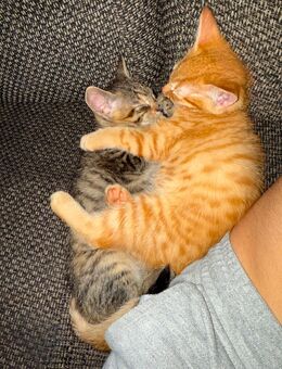 Kitten schweren Herzens abzugeben - Bottrop Zentrum