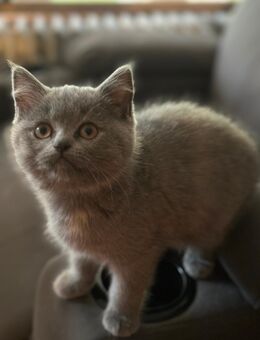 Kitten BKH - Braunschweig