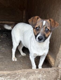 Erwin - freundlich und neugierig - Westerholt