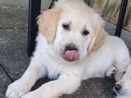 2 Golden Retriever Welpen - Dierdorf