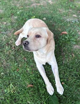 Labrador Rüde, 1,5 Jahre liebevoller Familienhund sucht neues Zuhause - Much