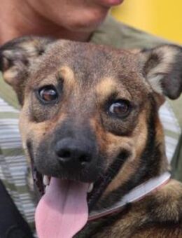 Dave ist so niedlich und liebenswert! - Karben