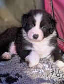 Reinrassige Australian Shepherd Welpen mit Paieren in 85368