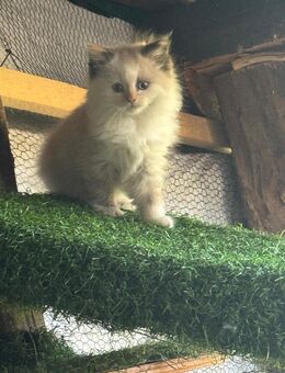 Neva Masquarade Kitten Abgabebereit - Versmold