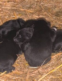 Altdeutsche Hütehunde Welpen - Weihenzell