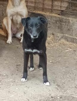 Floki - darf ich auch ein Zuhause haben? - Langenhagen