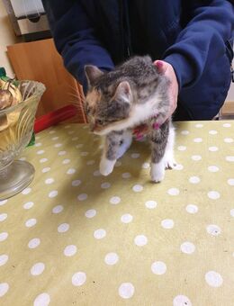 Junge Hauskatzen abzugeben - Neustadt (Dosse)