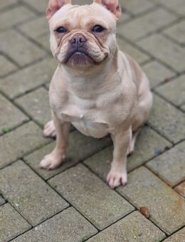Französische Bulldogge Weibchen abzugeben - Wilhelmshaven Zentrum