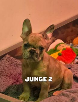 Französische Bulldogge Welpen - Schiffweiler