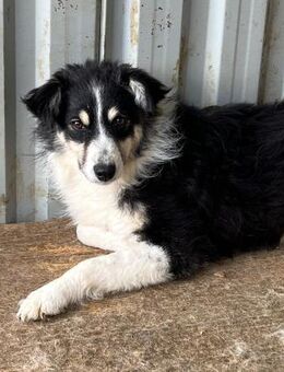 🐶 Wundervoller Junghund Meg 🐶 - Eislingen (Fils)