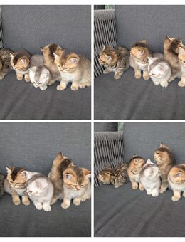 BKH Kätzchen/ Kitten - Peine